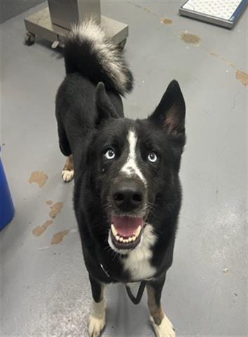 adoptable Dog in Peoria, IL named PERRY