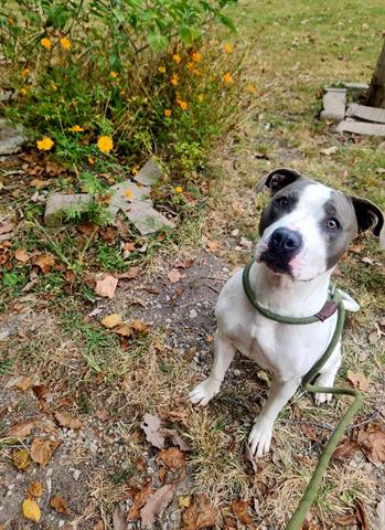 adoptable Dog in Peoria, IL named SHELIA