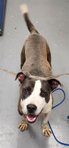 adoptable Dog in Peoria, IL named SMARTIE