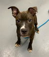 adoptable Dog in Peoria, IL named CASH