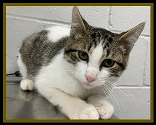 adoptable Cat in Peoria, IL named WHEELER