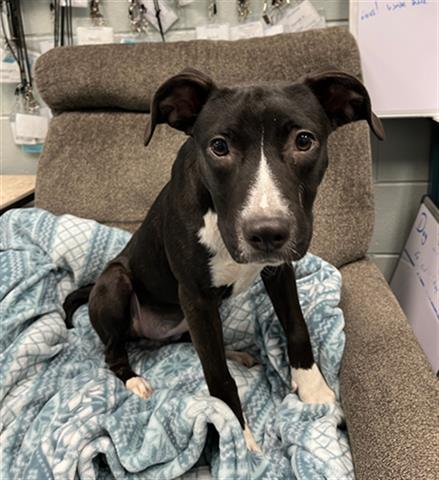 adoptable Dog in Peoria, IL named CREDIT