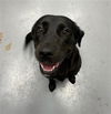 adoptable Dog in Peoria, IL named JINXIE