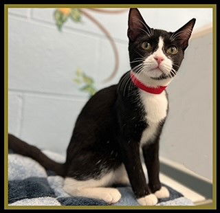 adoptable Cat in Peoria, IL named TOWER