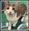 adoptable Cat in , IL named STUD