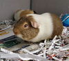 adoptable Guinea Pig in , IL named LILO