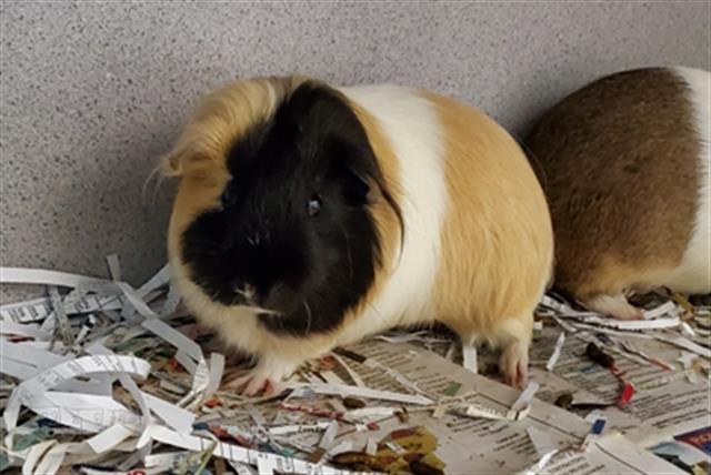 adoptable Guinea Pig in Peoria, IL named MANGO