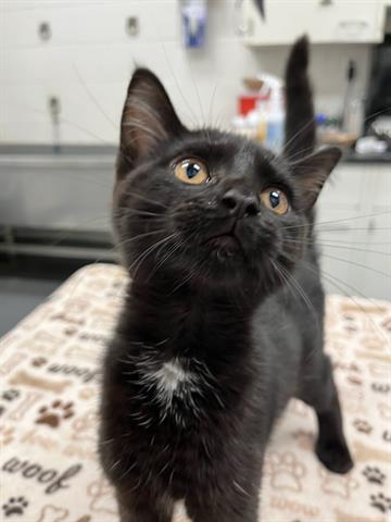 adoptable Cat in Peoria, IL named WONDER