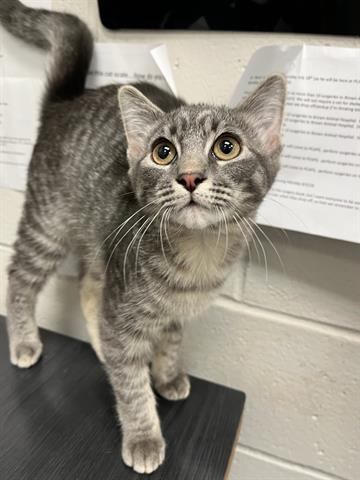 adoptable Cat in Peoria, IL named LILLY