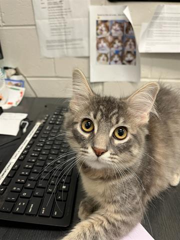 adoptable Cat in Peoria, IL named CASPER