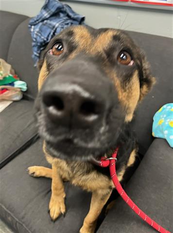 adoptable Dog in Peoria, IL named AUTUMN