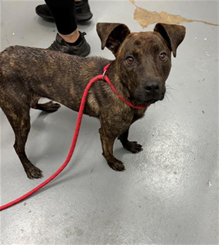 adoptable Dog in Peoria, IL named VERA WANG