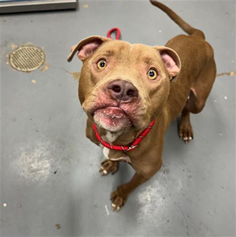 adoptable Dog in Peoria, IL named BONFIRE