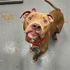 adoptable Dog in , IL named BONFIRE