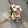 adoptable Dog in , IL named AGATHA