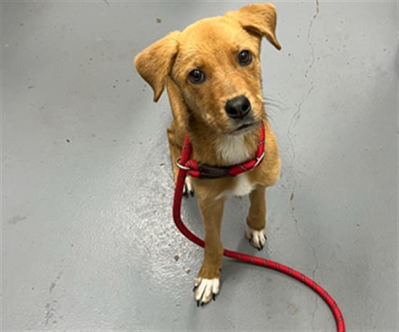 adoptable Dog in Peoria, IL named HALL