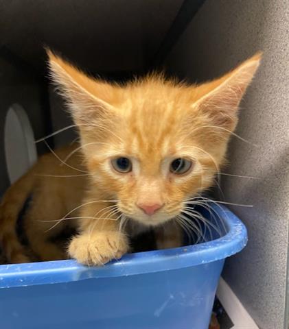 adoptable Cat in Peoria, IL named ERIC