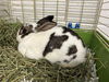 adoptable Rabbit in , IL named PETER