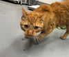 adoptable Cat in , IL named MALIK