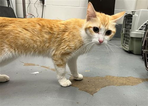 picture of the cat needing adoption