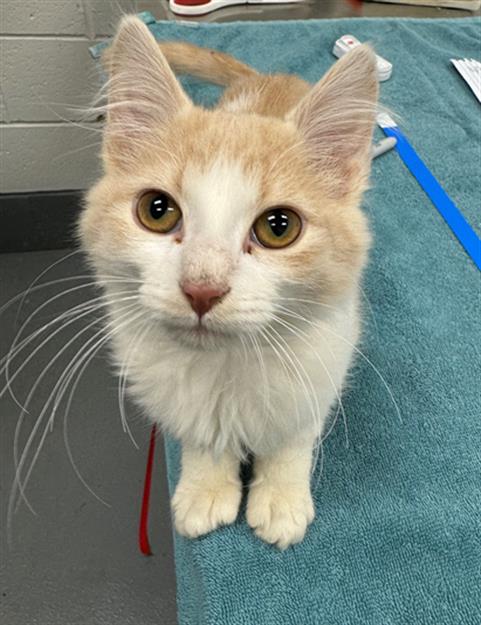 picture of the cat needing adoption