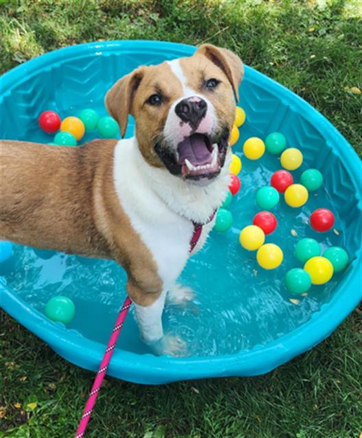 adoptable Dog in Peoria, IL named BUTKUS