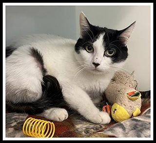 picture of the cat needing adoption