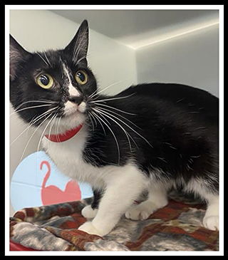 picture of the cat needing adoption