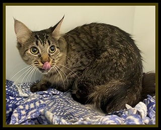 picture of the cat needing adoption