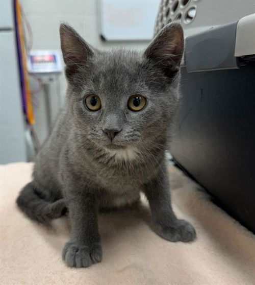 picture of the cat needing adoption