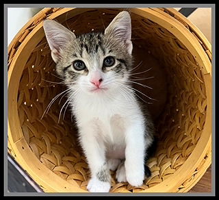 picture of the cat needing adoption