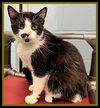 adoptable Cat in Peoria, IL named MEDINA