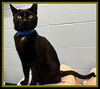 adoptable Cat in Peoria, IL named SALEM