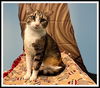 adoptable Cat in Peoria, IL named ADVENTURE