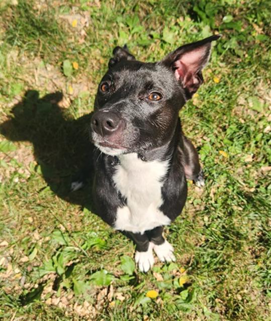 adoptable Dog in Peoria, IL named HENRIETTA LACKS