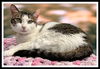 adoptable Cat in Peoria, IL named SCALENE