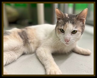 adoptable Cat in Peoria, IL named RHONDA