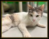 adoptable Cat in Peoria, IL named RHONDA