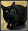 adoptable Cat in Peoria, IL named SALOME