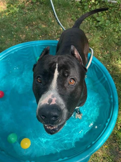 adoptable Dog in Peoria, IL named 5 LAYER BURRITO