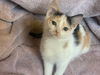 adoptable Cat in , IL named DAISY