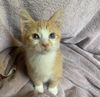 adoptable Cat in , IL named MILES