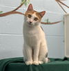 adoptable Cat in , IL named VOYAGE