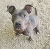 adoptable Dog in  named PAELLA