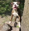 adoptable Dog in Peoria, IL named ANCHO