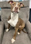 adoptable Dog in Peoria, IL named SASQUATCH