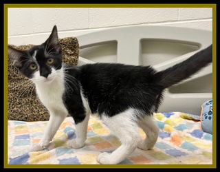adoptable Cat in Peoria, IL named JENJI
