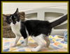 adoptable Cat in Peoria, IL named JENJI