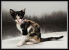 adoptable Cat in Peoria, IL named CHICKADEE