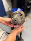 adoptable Dog in Peoria, IL named WONKIE